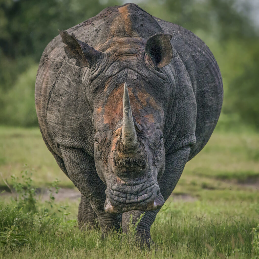 Close-up of a rhinoceros on grass.