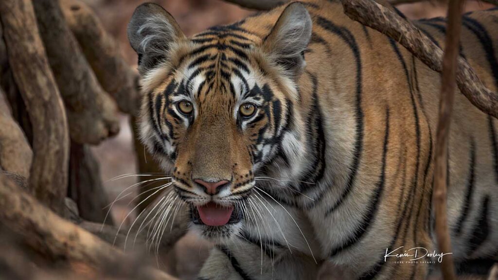 India Safari