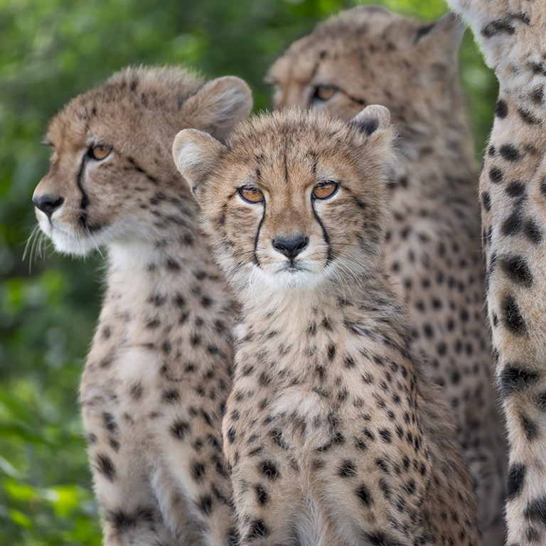 Kevin Dooley Wildlife Photographer