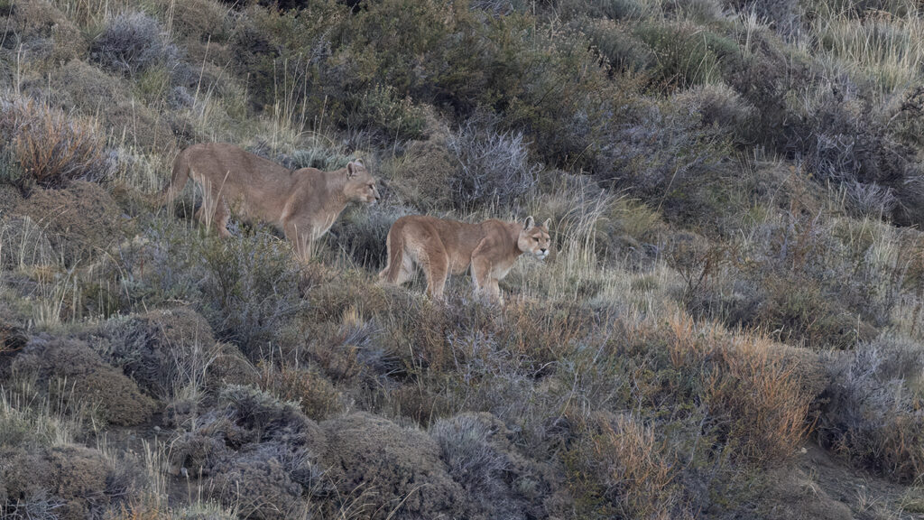 Pumas of Patagonia Safari