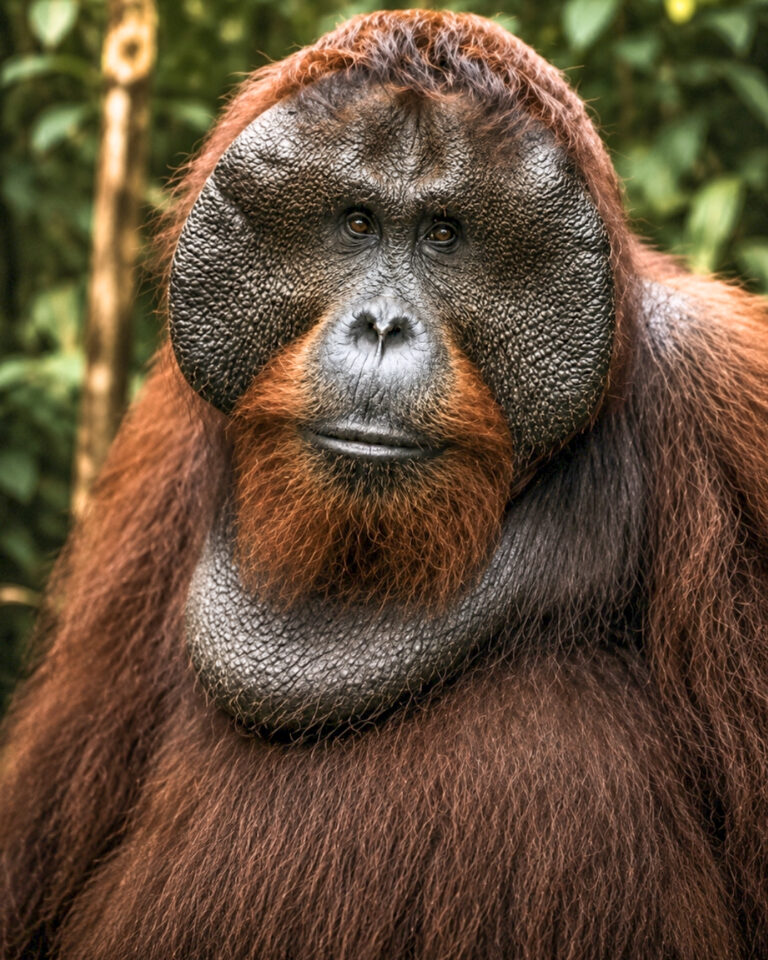 Orangutan Photography