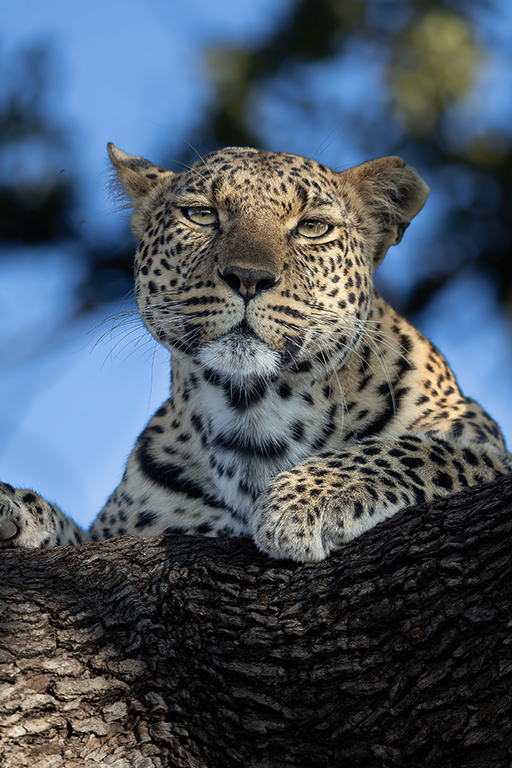 Kevin Dooley wildlife photos