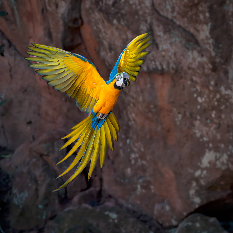Blue and Yellow Macaw.