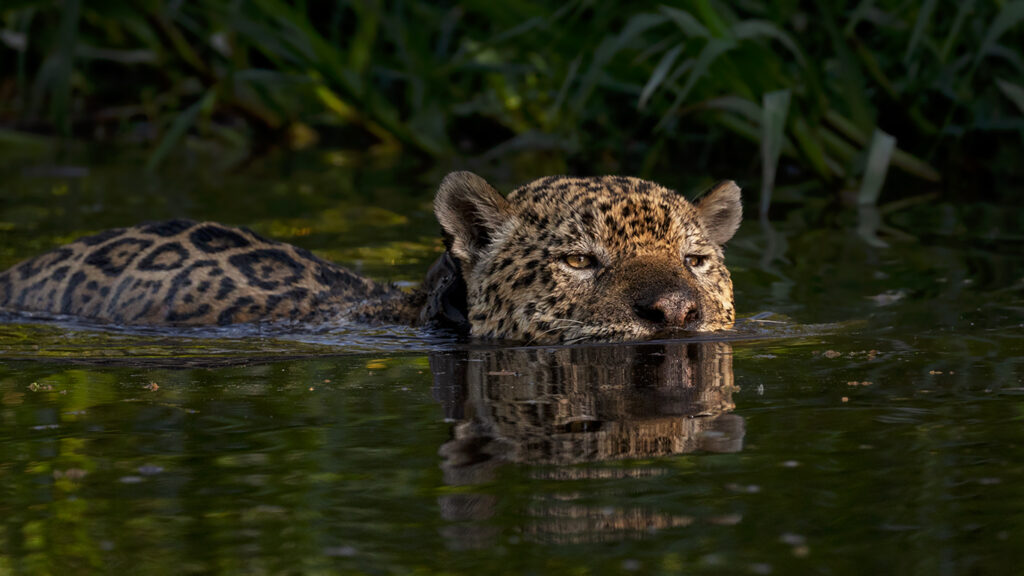 Pantanal Jaguars